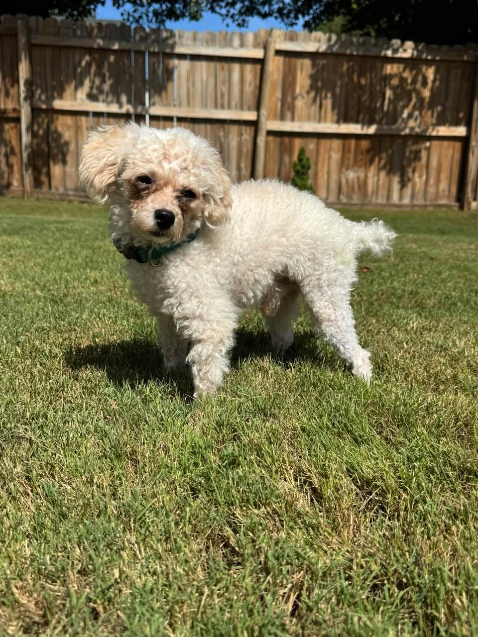 Enlarge Moonpie, a Adoptable Poodle in Greenville, SC image 2/3