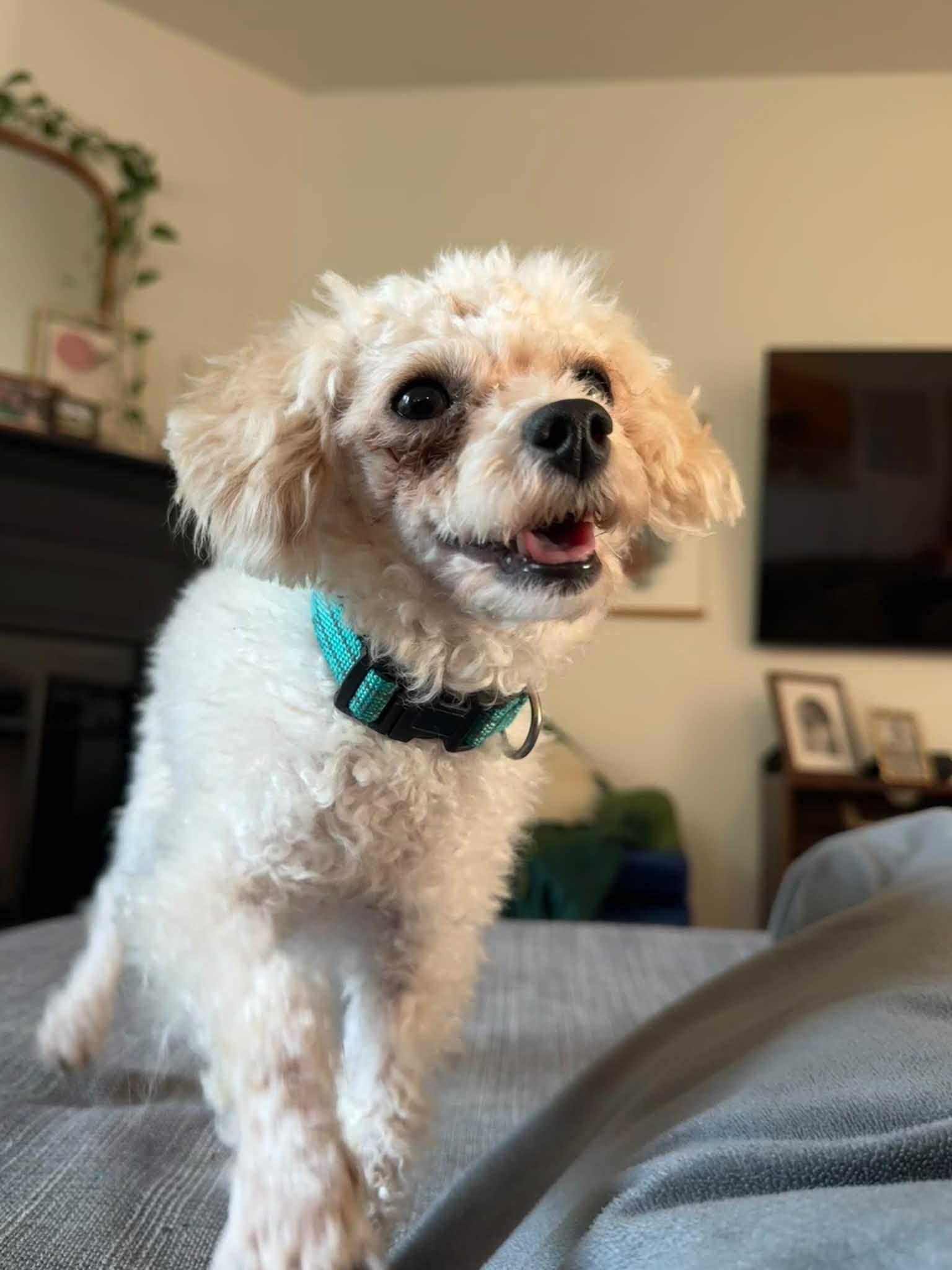 Enlarge Moonpie, a Adoptable Poodle in Greenville, SC image 3/3