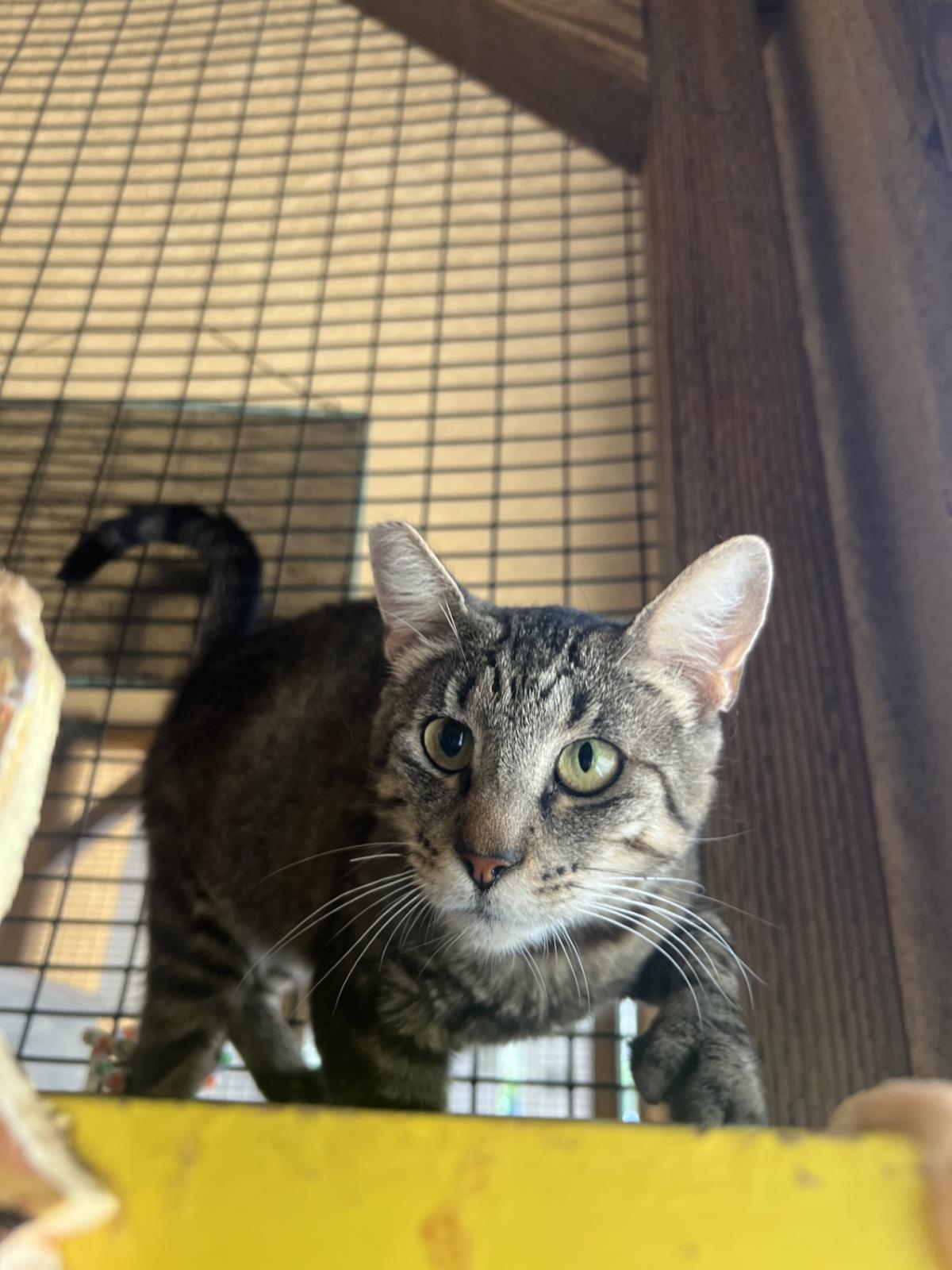 Martini, Adoptable, Adult Female Domestic Short Hair.