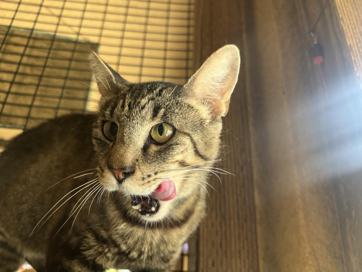 Enlarge Martini, a Adoptable mixed breed in Lincoln, CA image 3/3