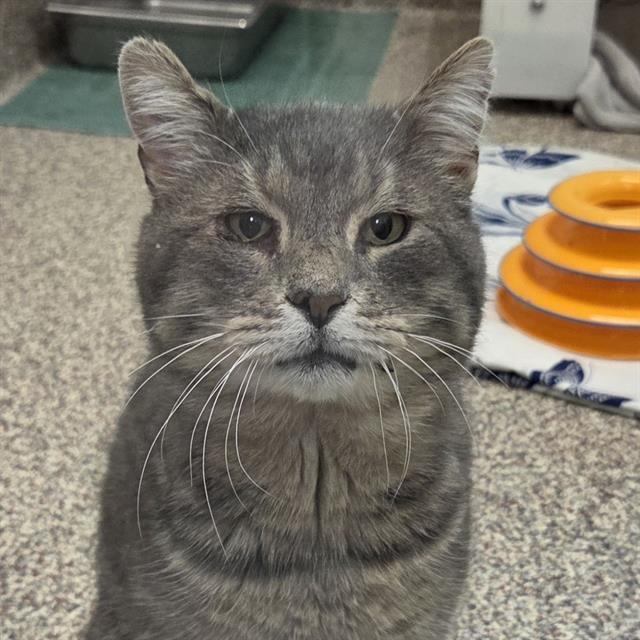 KIRBY - FIV+, Adoptable, Adult Male Domestic Medium Hair.