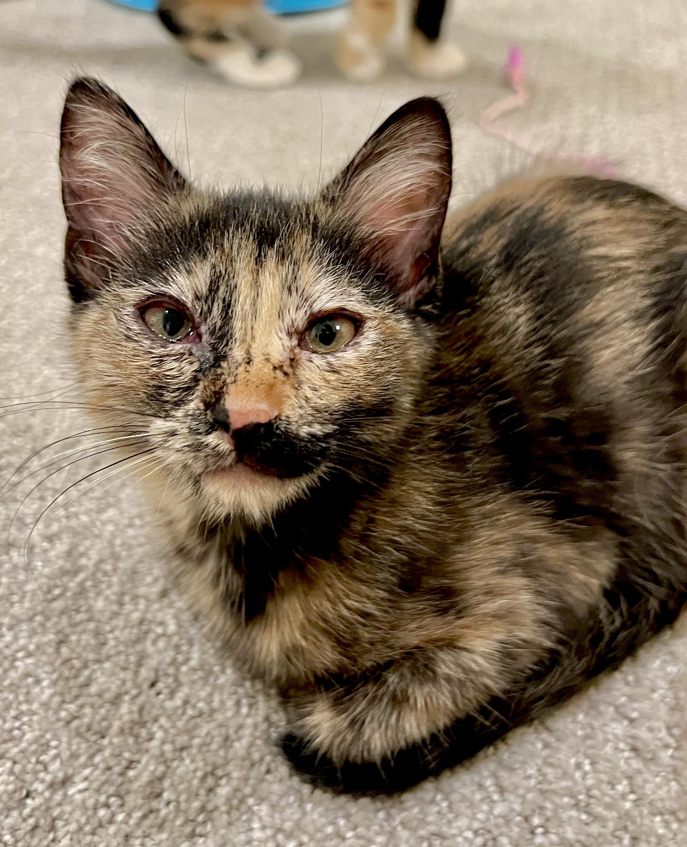 Cat for adoption - Zoey Ann, a Tortoiseshell & Domestic