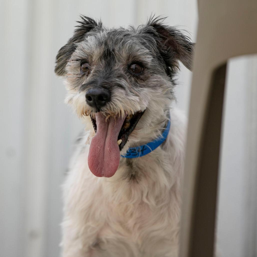Brogan (JN25-412), Adoptable, Senior Male Schnauzer.
