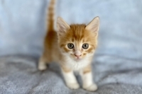 Enlarge Cheddar, a Adopted Domestic Medium Hair in Woodland Hills, CA image 1/1