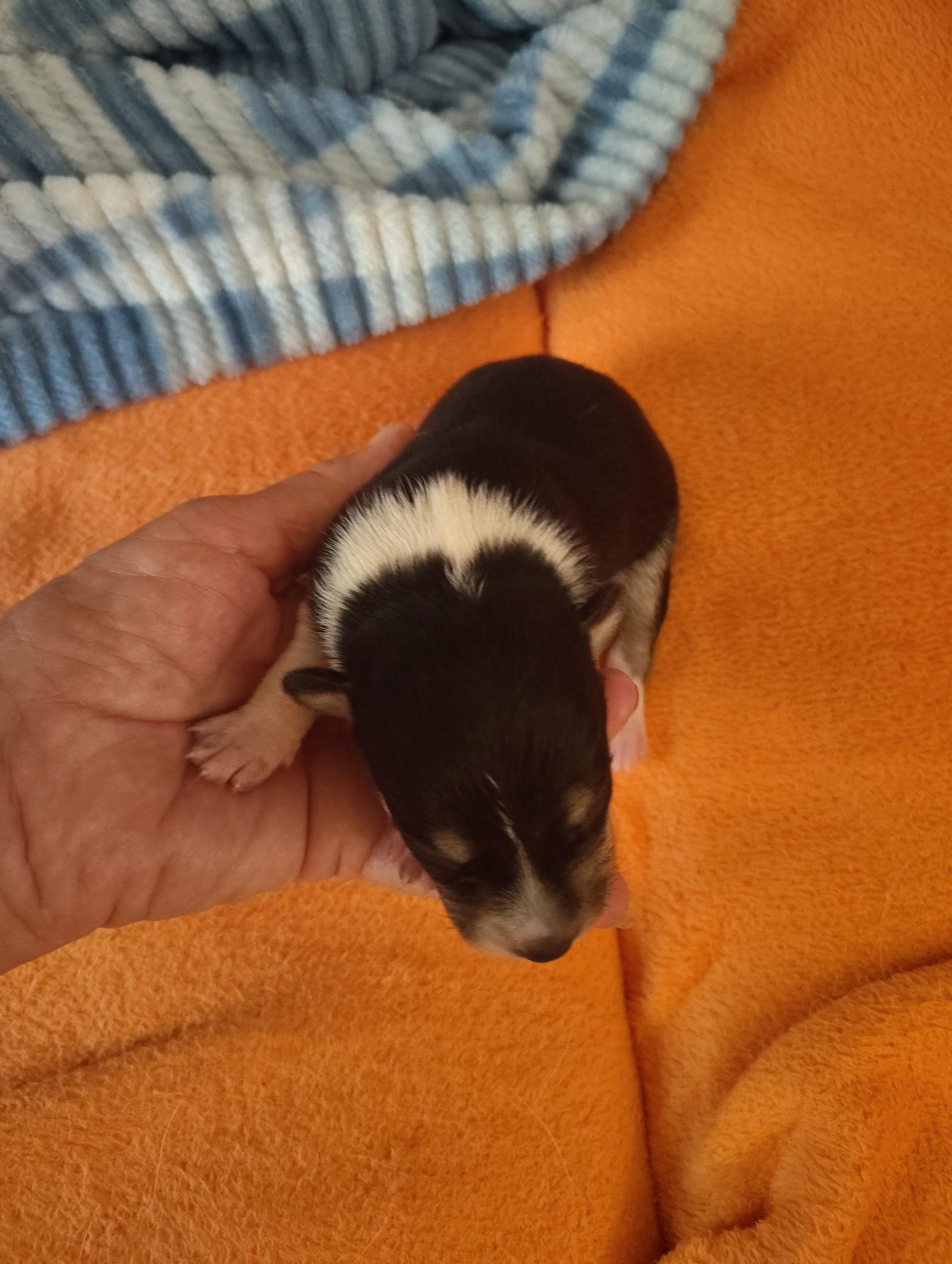 Saddie, Adoptable, Puppy Female Chihuahua & Dachshund.