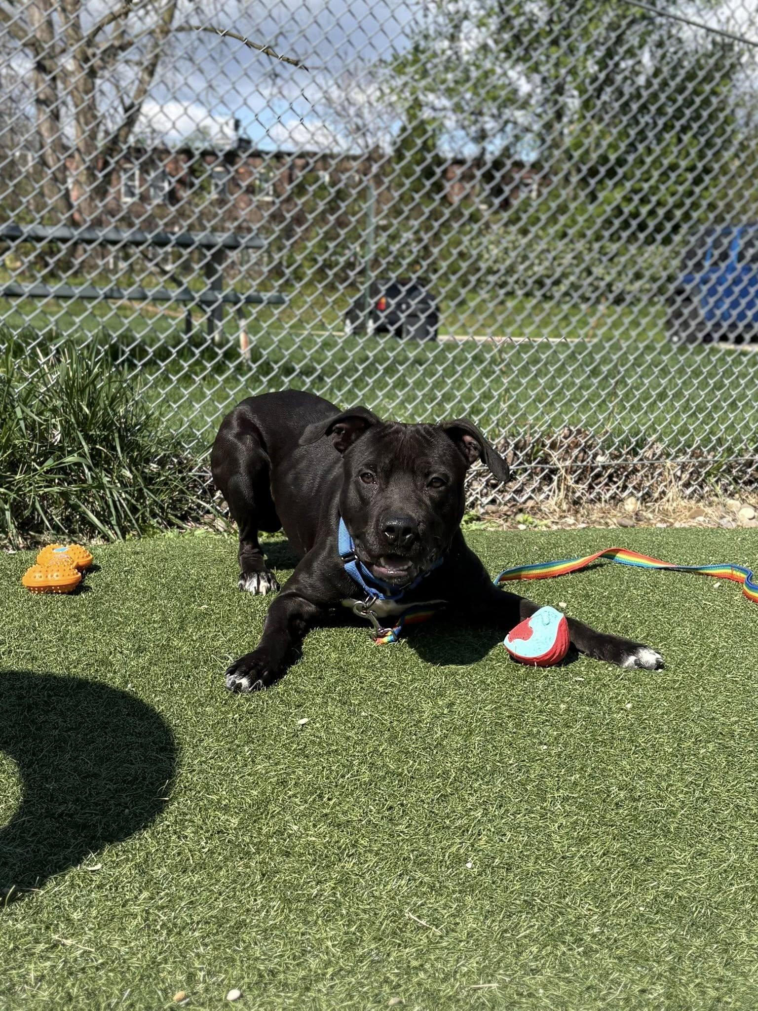 Umpire, a ADOPTABLE mixed breed in Cleveland, OH image 4/6