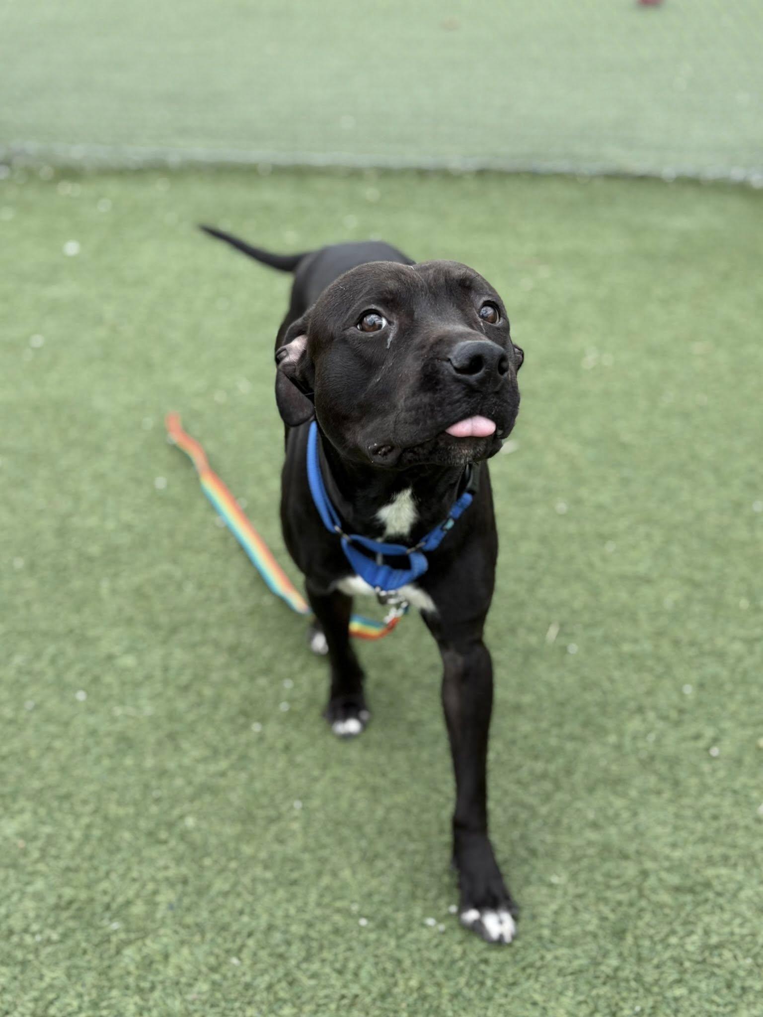 Umpire, a ADOPTABLE mixed breed in Cleveland, OH image 3/6