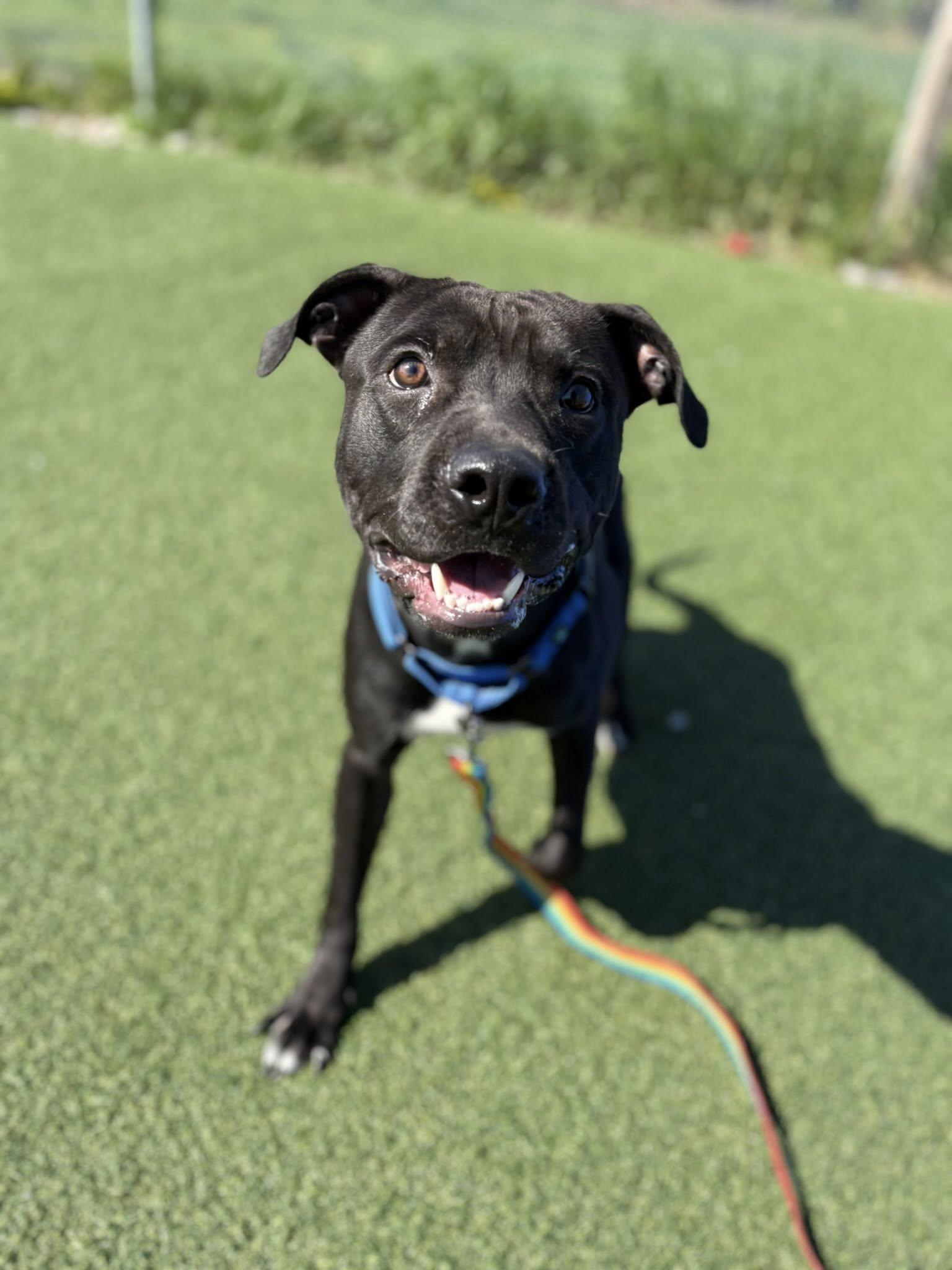 Umpire, a ADOPTABLE mixed breed in Cleveland, OH image 5/6