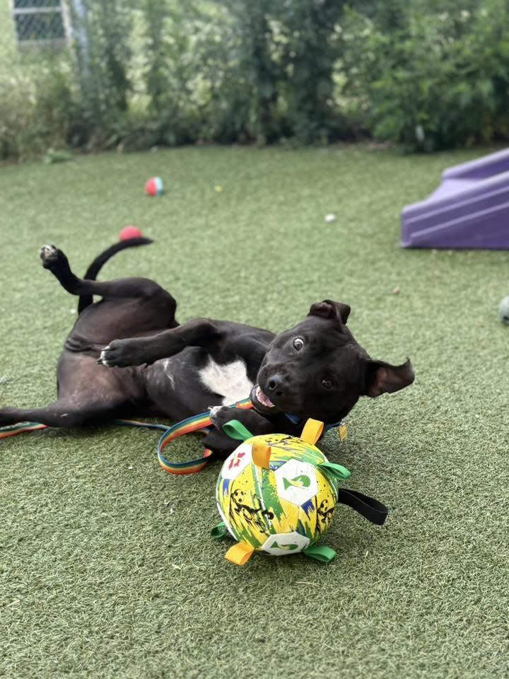 Umpire, a ADOPTABLE mixed breed in Cleveland, OH image 6/6