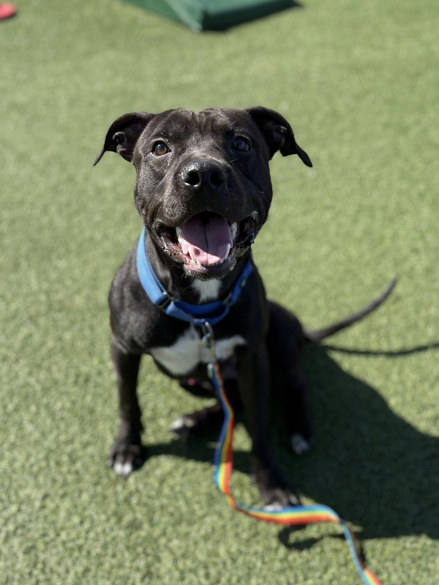 Umpire, a ADOPTABLE mixed breed in Cleveland, OH image 2/6