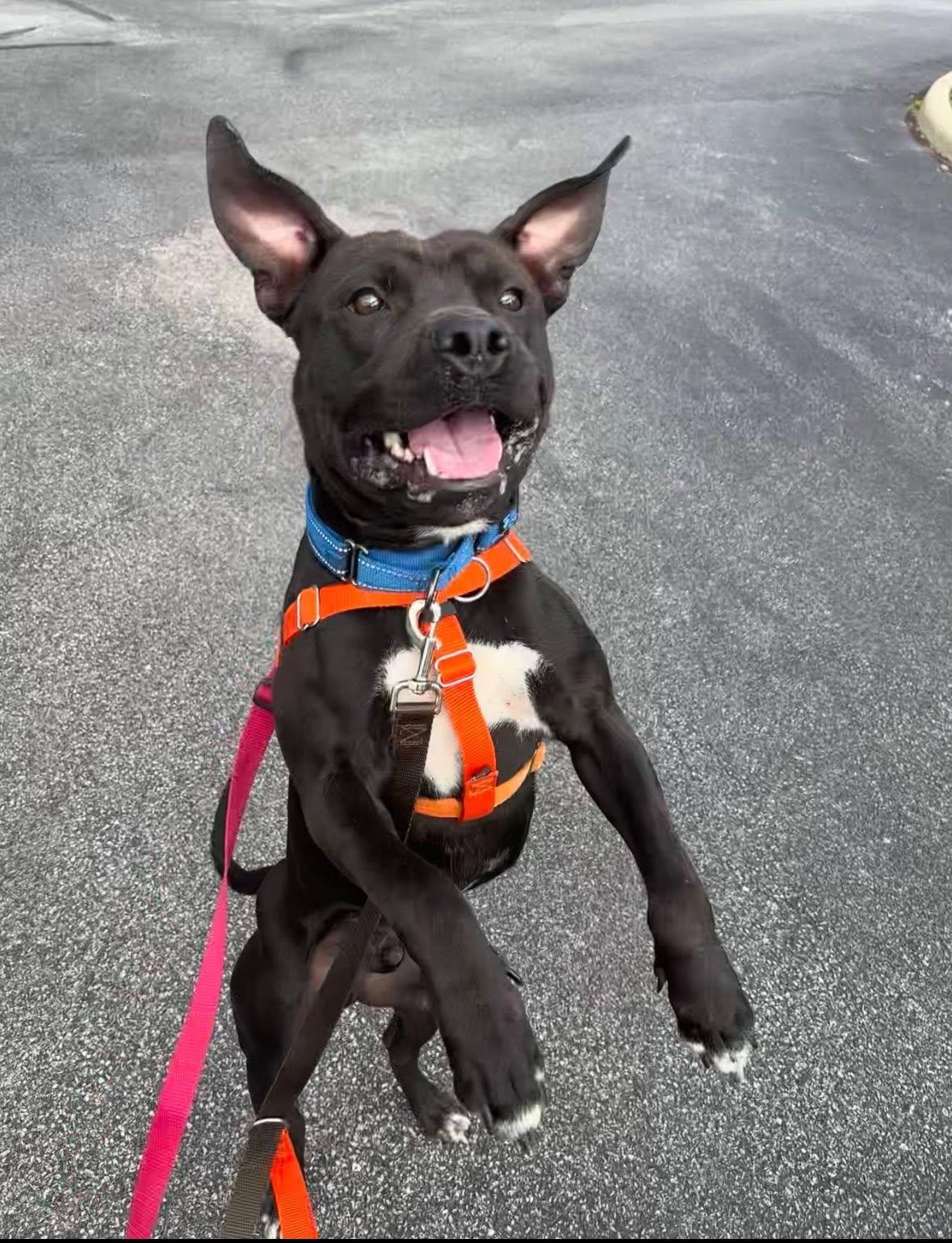 Umpire, a ADOPTABLE mixed breed in Cleveland, OH image 1/6