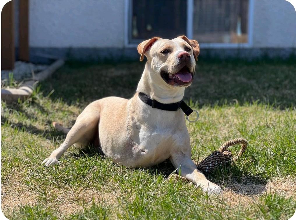 Enlarge Archer, a Adoptable mixed breed in Winnipeg, MB image 4/6