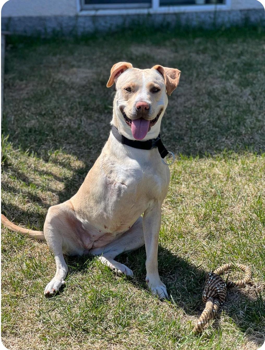 Enlarge Archer, a Adoptable mixed breed in Winnipeg, MB image 3/6