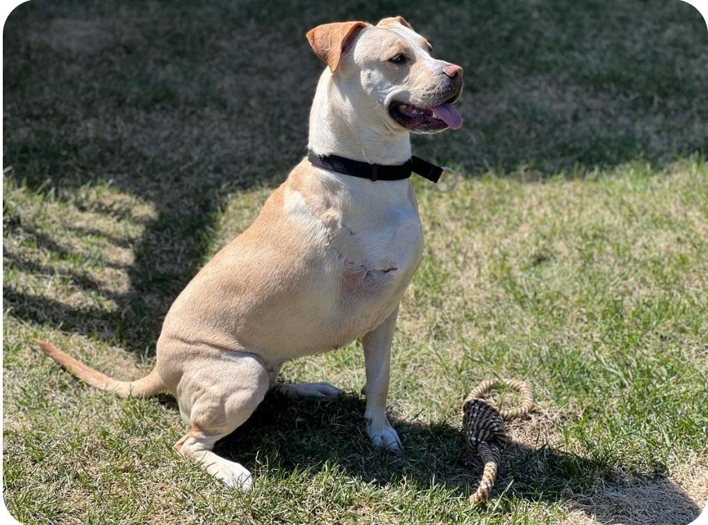 Archer, Adoptable, Adult Female Labrador Retriever & American Staffordshire Terrier.