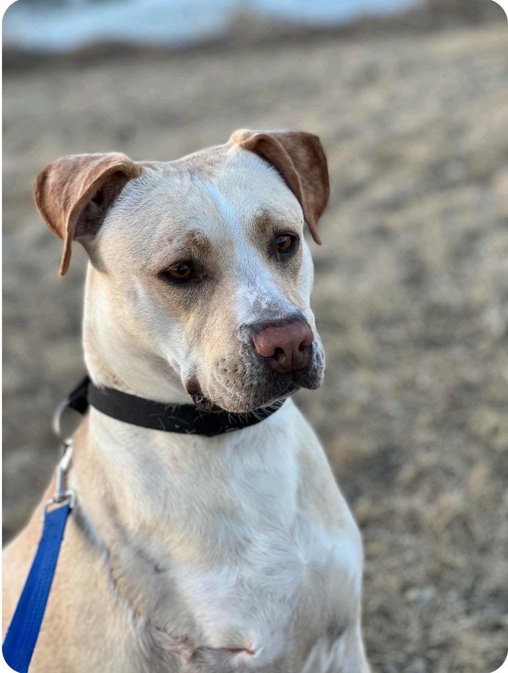 Enlarge Archer, a Adoptable mixed breed in Winnipeg, MB image 2/6