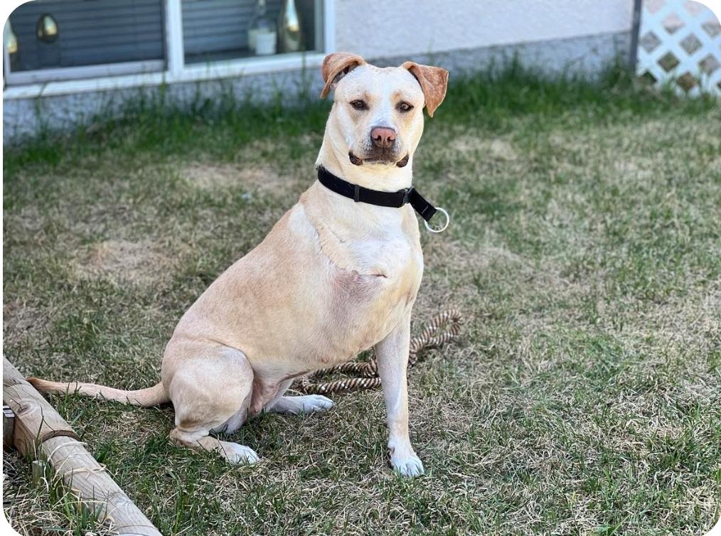 Enlarge Archer, a Adoptable mixed breed in Winnipeg, MB image 1/6