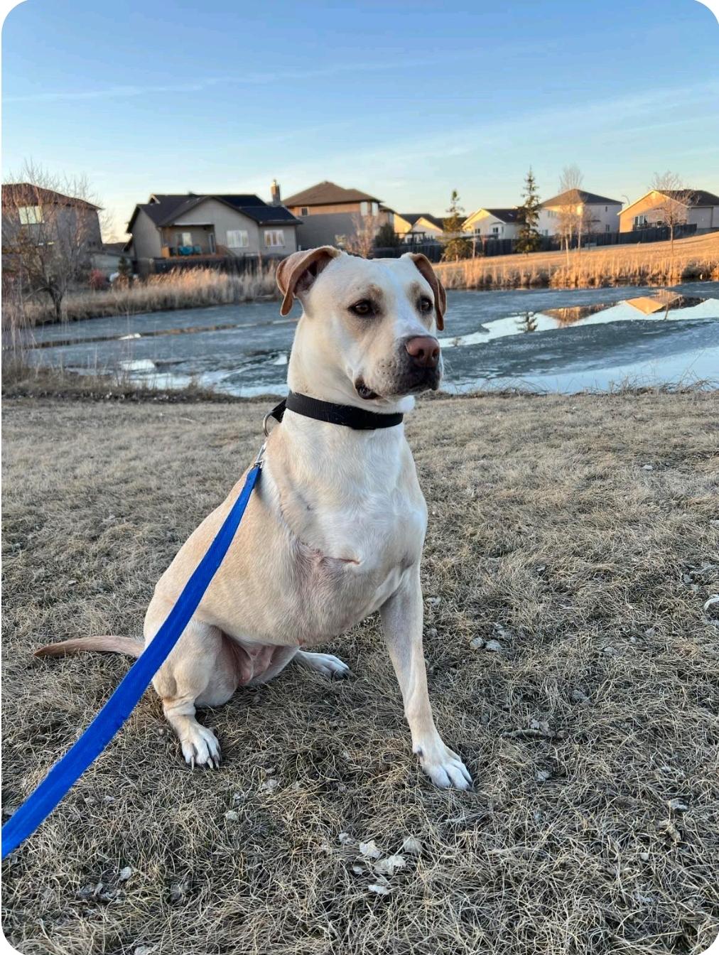 Enlarge Archer, a Adoptable mixed breed in Winnipeg, MB image 6/6