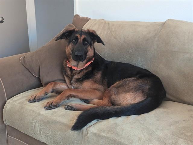 TALIS, Adoptable, Adult Male German Shepherd Dog.