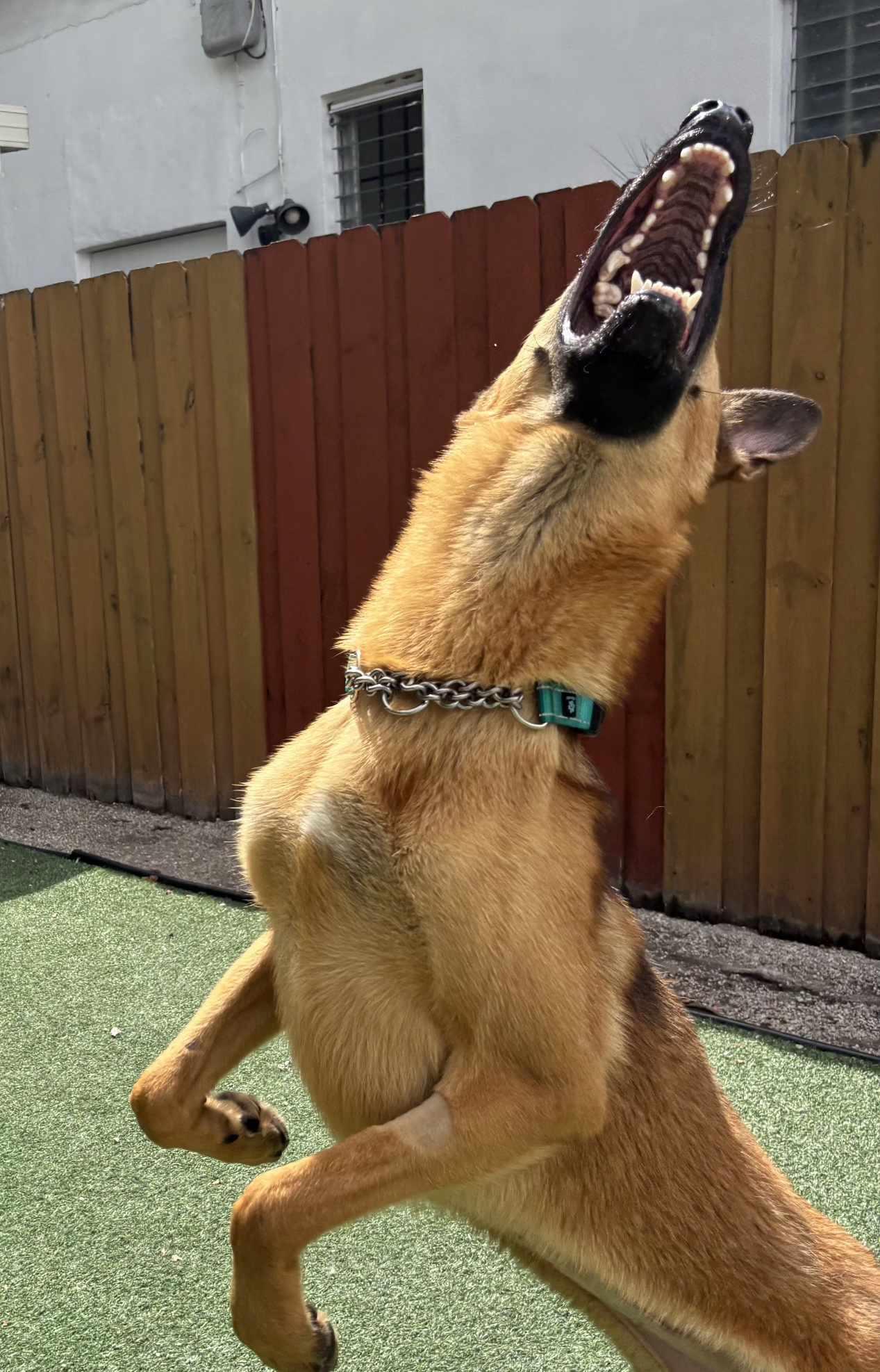 Tula 3091, Adopted, Young Female German Shepherd Dog & Belgian Shepherd / Malinois.