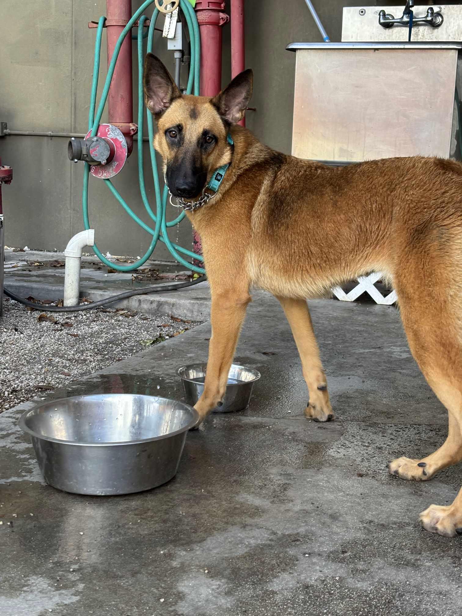 Tula 3091, a Adopted mixed breed in Pompano Beach, FL image 3/3