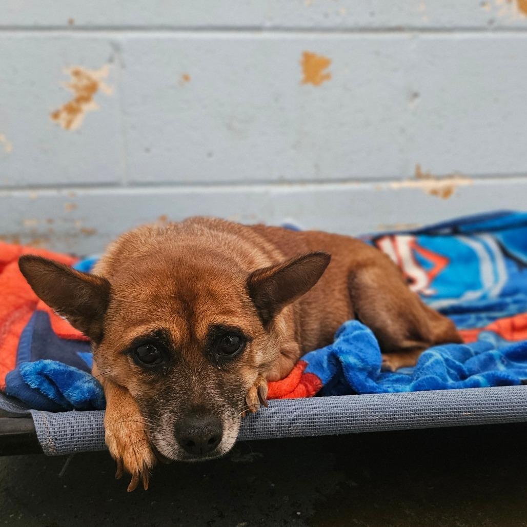 Noelle, Adoptable, Adult Female Chihuahua.