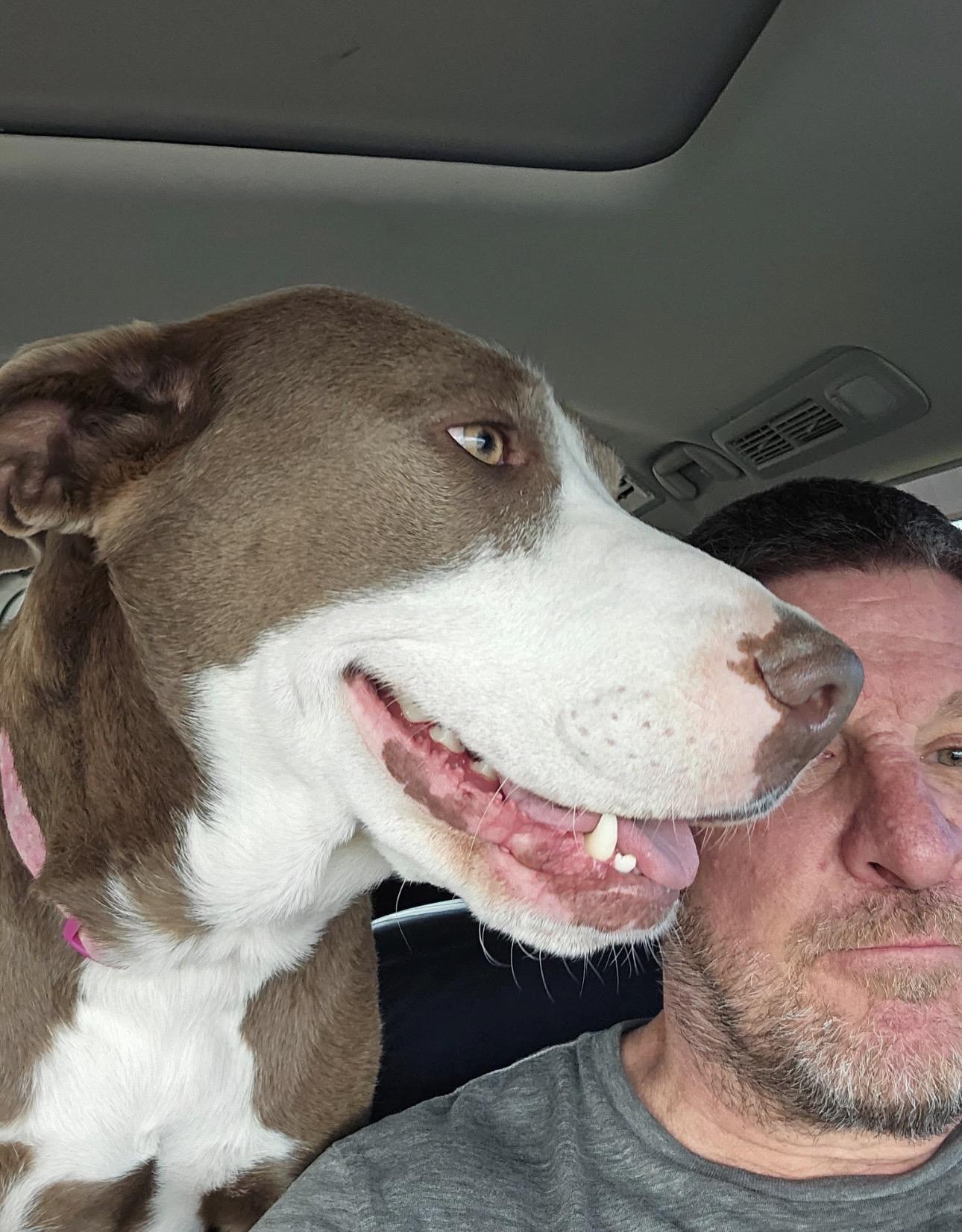 Luna 2.0, a ADOPTABLE mixed breed in Thornton, CO image 2/5