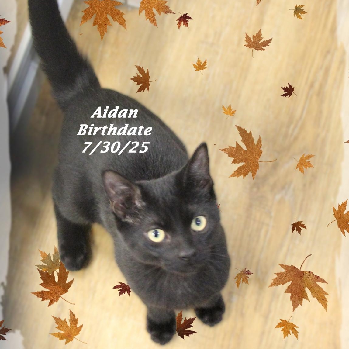 Aidan, a Adoptable Domestic Short Hair in Amelia, OH image 1/2