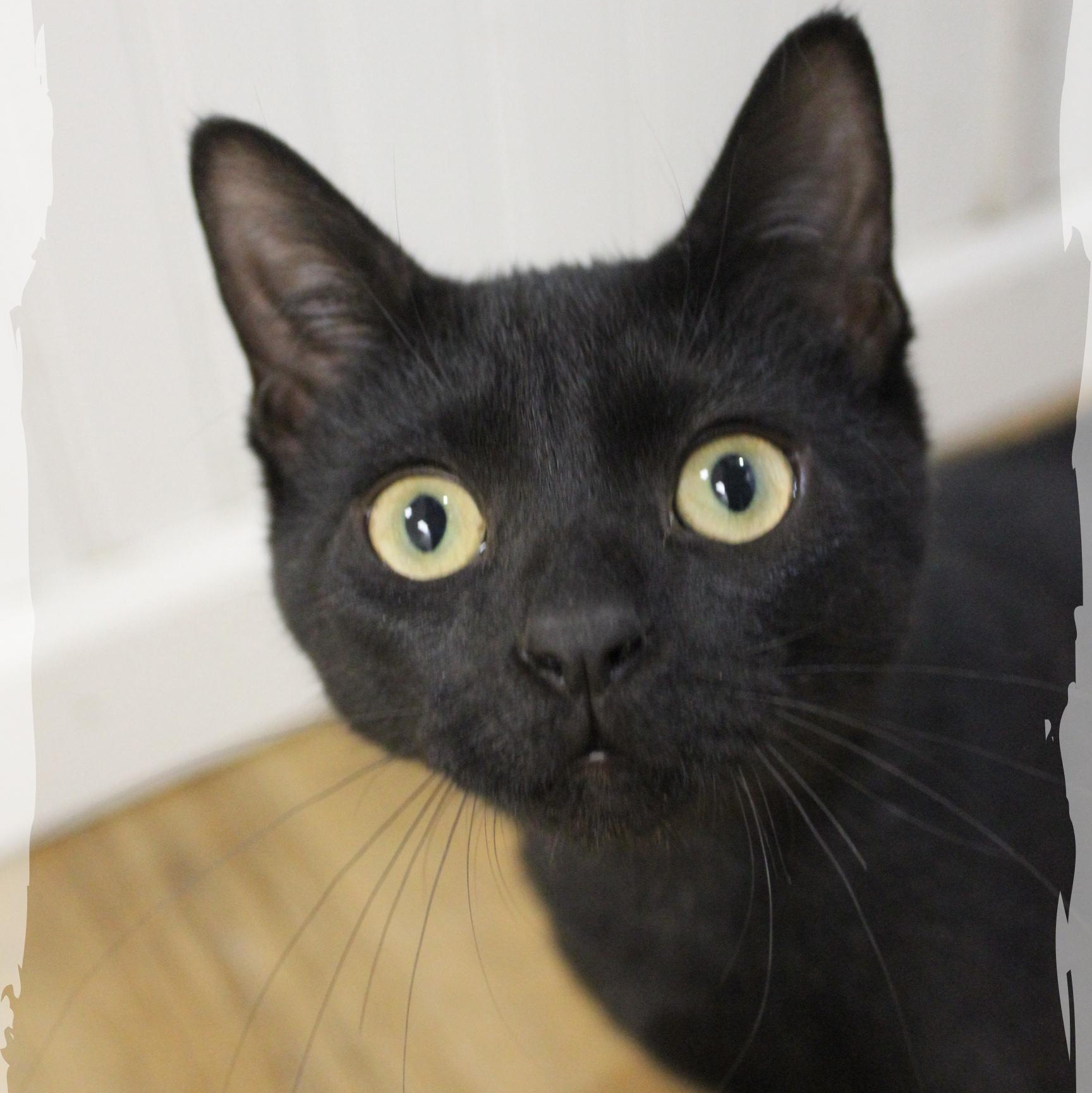 Aidan, a Adoptable Domestic Short Hair in Amelia, OH image 2/2