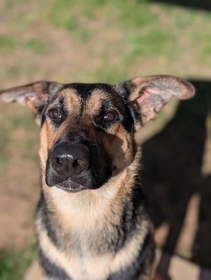 Enlarge Gunnar, a Adoptable German Shepherd Dog in Mansfield, TX image 1/2