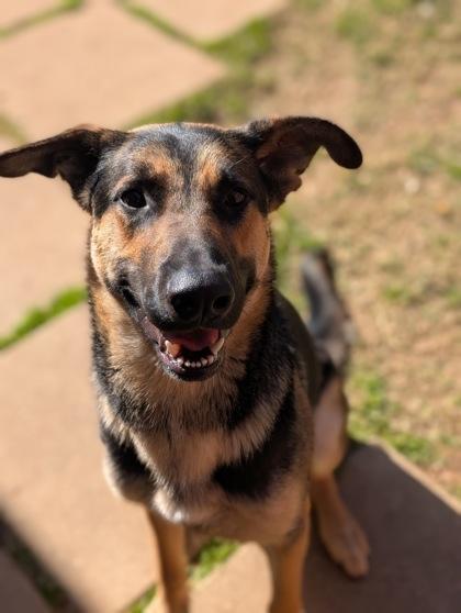Enlarge Gunnar, a Adoptable German Shepherd Dog in Mansfield, TX image 2/2