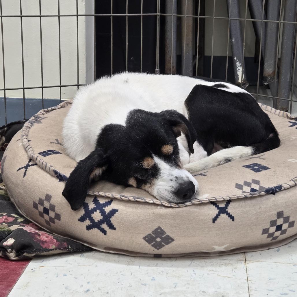 Sammy 26-181, Adoptable, Senior Female Rat Terrier.