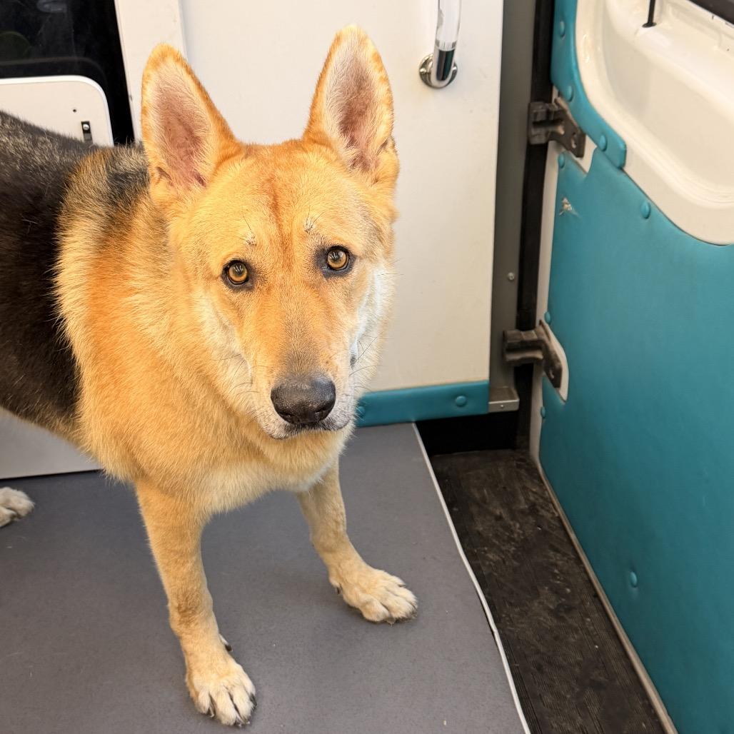 Duke, Adoptable, Adult Male German Shepherd Dog.