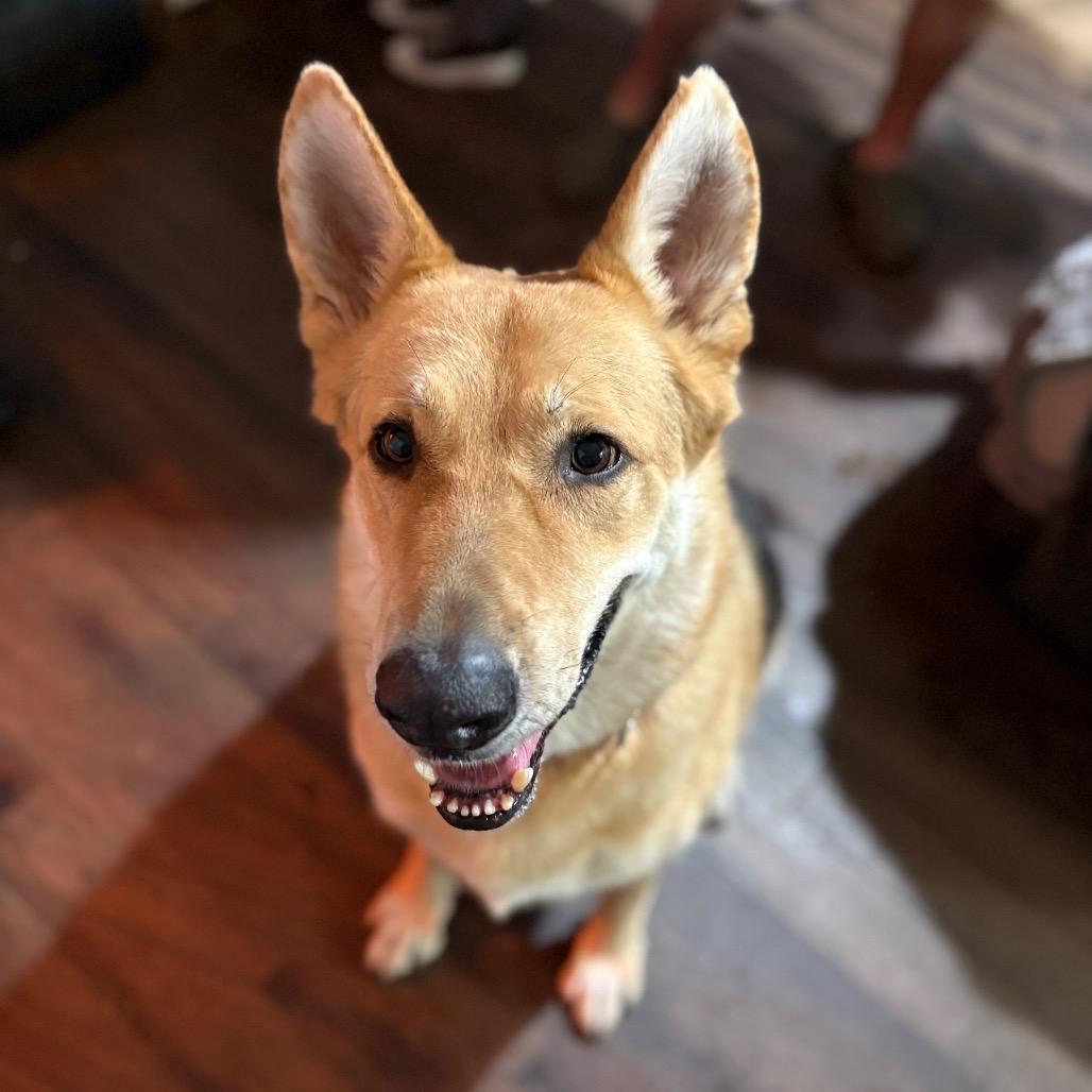 Enlarge Duke, a Adoptable German Shepherd Dog in Riverside, CA image 2/6