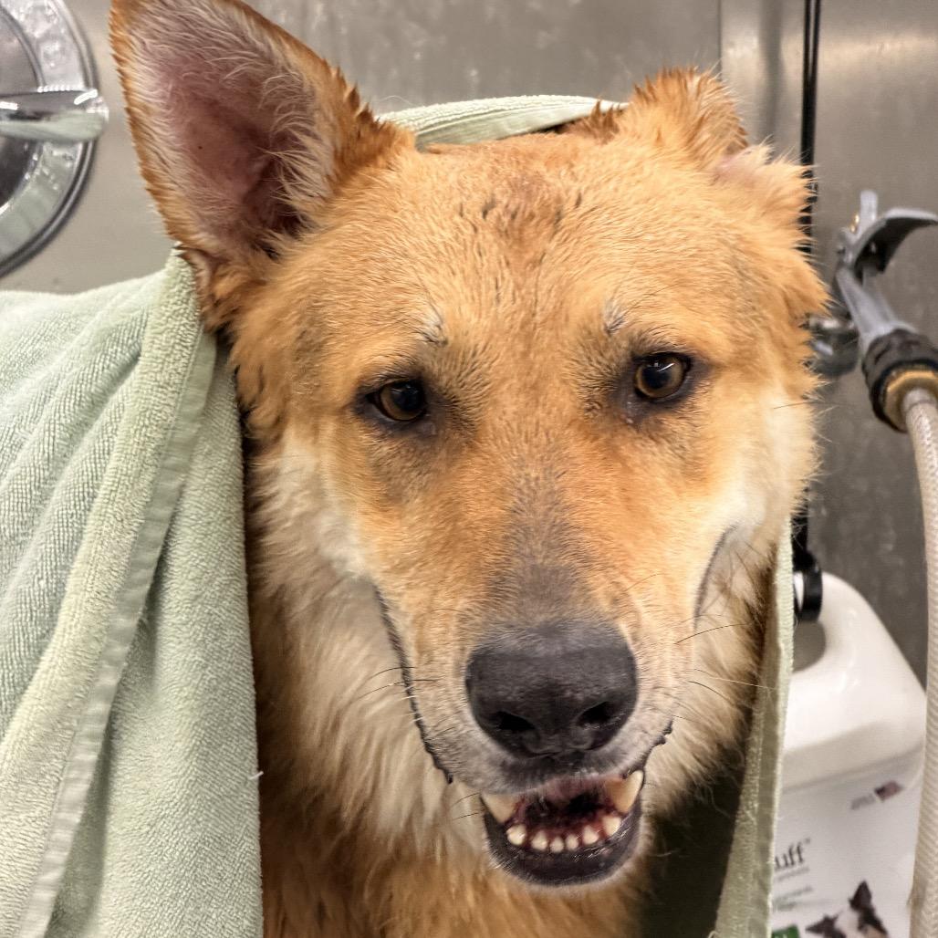 Enlarge Duke, a Adoptable German Shepherd Dog in Riverside, CA image 3/6