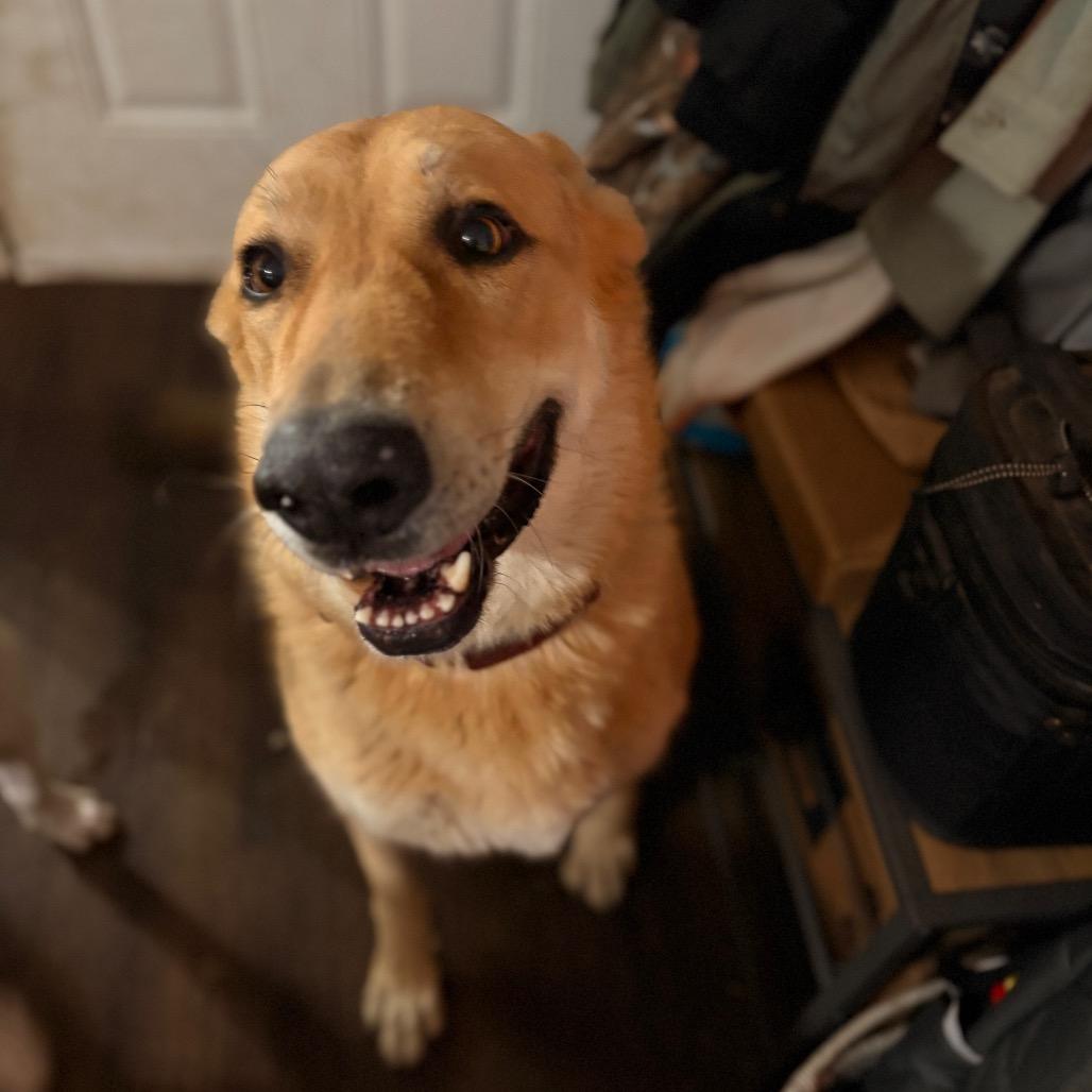 Enlarge Duke, a Adoptable German Shepherd Dog in Riverside, CA image 5/6