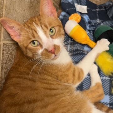 Enlarge Benny, a Adopted Domestic Short Hair in Warren, MI image 1/1