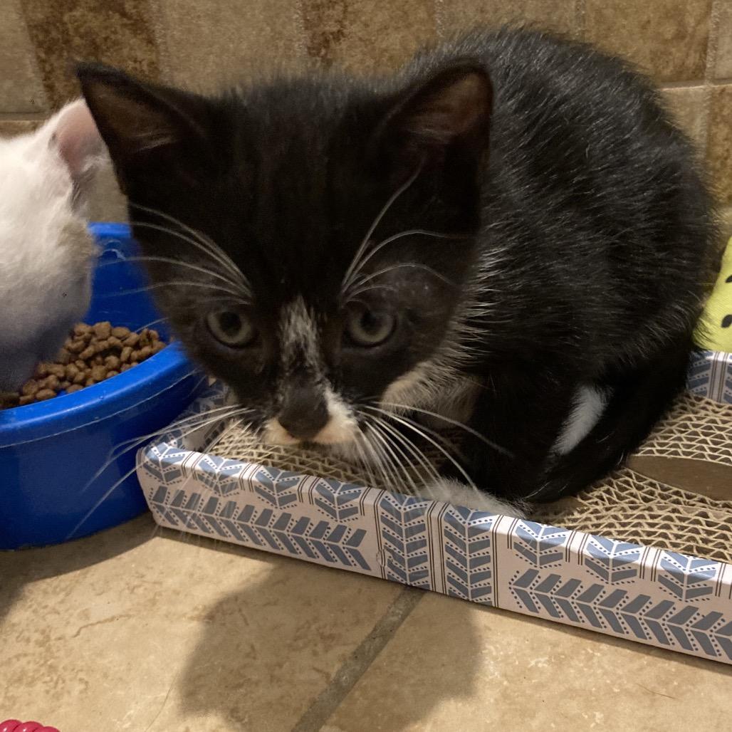 Louie Dyal-SD, Adoptable, Kitten Male Domestic Short Hair.