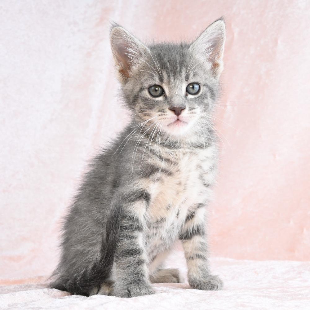 Noodle, Adoptable, Kitten Male Domestic Short Hair & Domestic Short Hair.