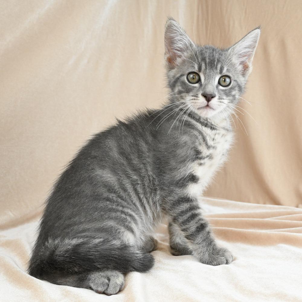 Noodle, Adoptable, Kitten Male Domestic Short Hair & Domestic Short Hair.