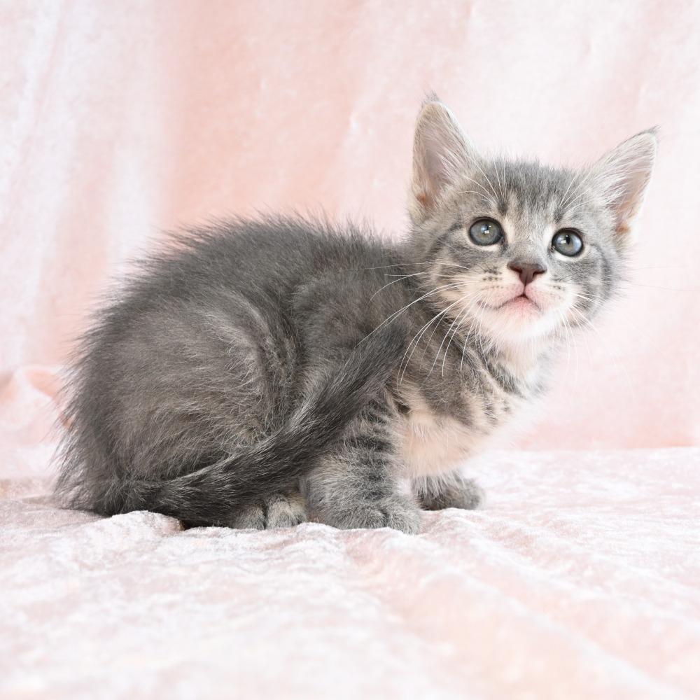 Enlarge Noodle, a Adoptable mixed breed in Mobile, AL image 2/6