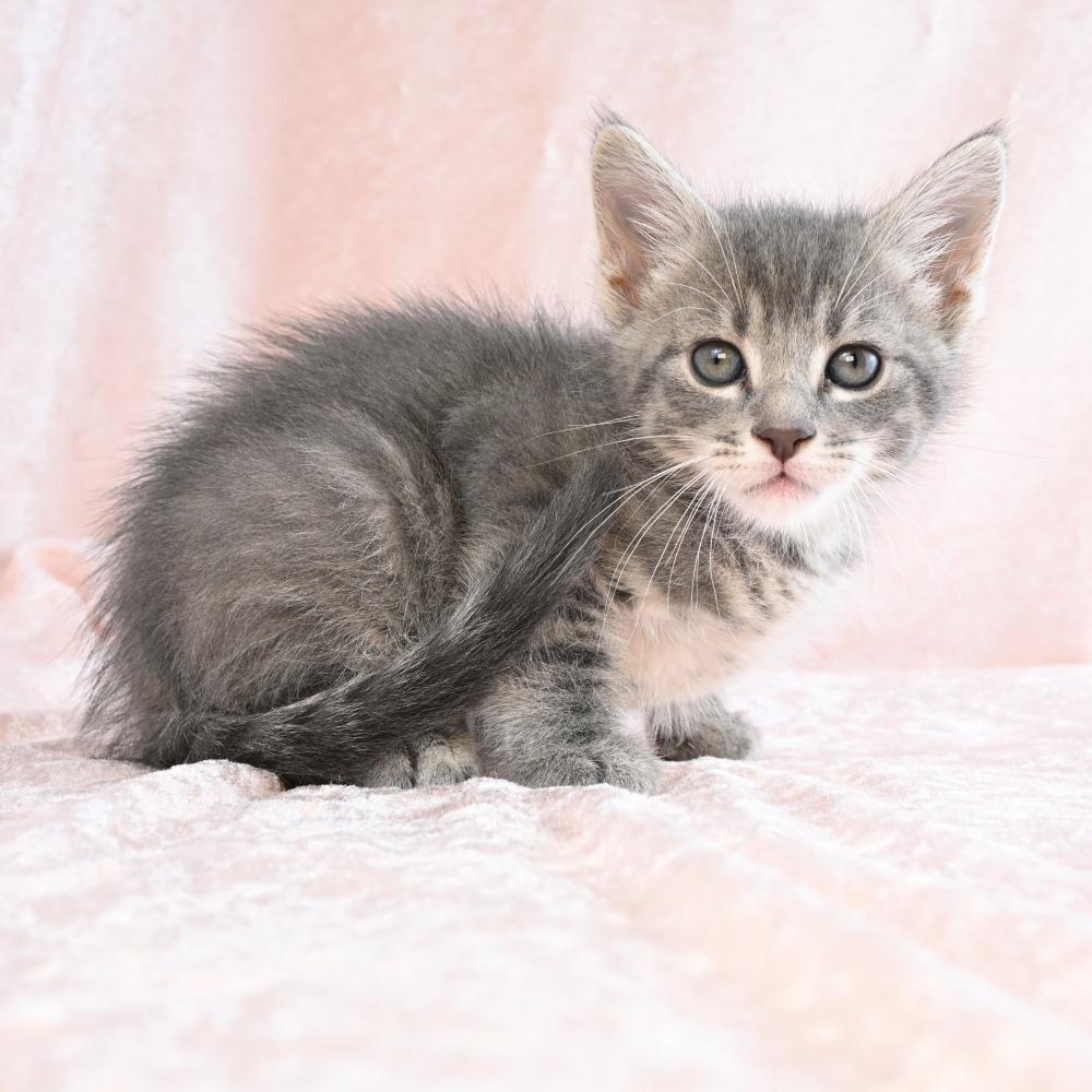 Enlarge Noodle, a Adoptable mixed breed in Mobile, AL image 3/6