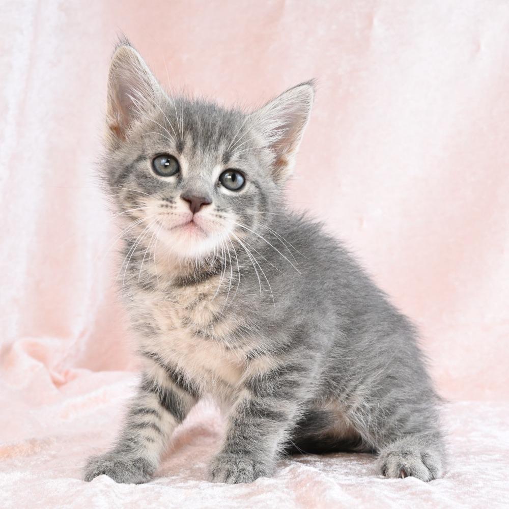 Enlarge Noodle, a Adoptable mixed breed in Mobile, AL image 4/6