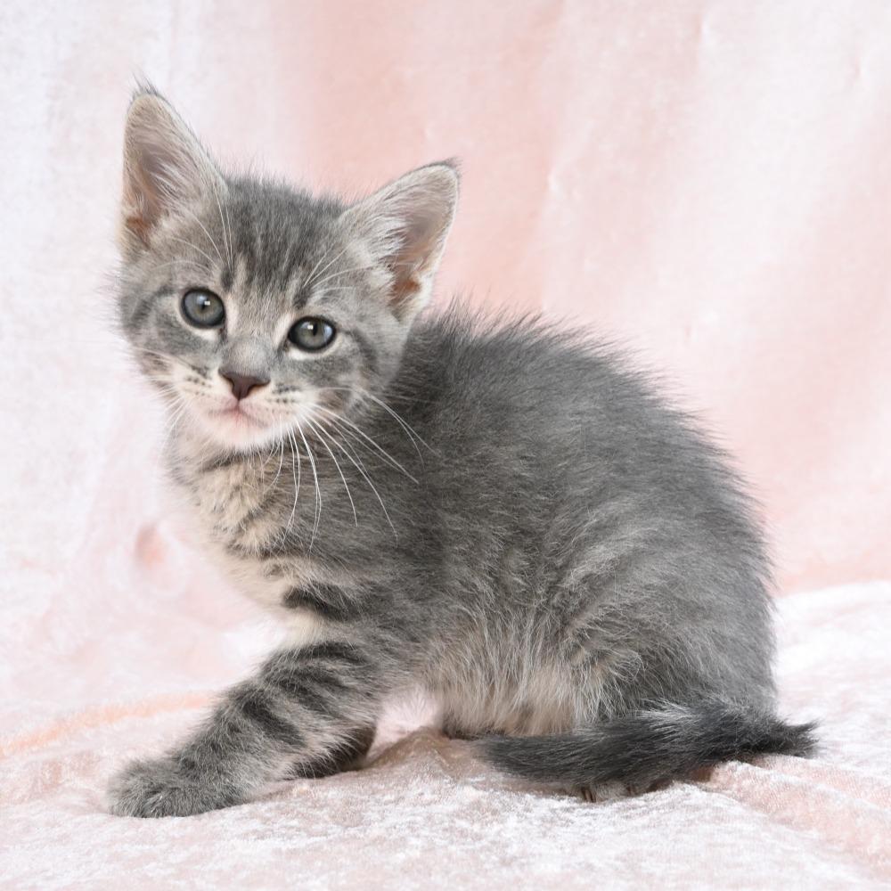 Enlarge Noodle, a Adoptable mixed breed in Mobile, AL image 5/6