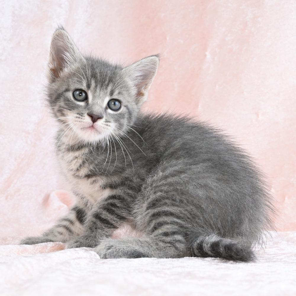 Enlarge Noodle, a Adoptable mixed breed in Mobile, AL image 6/6