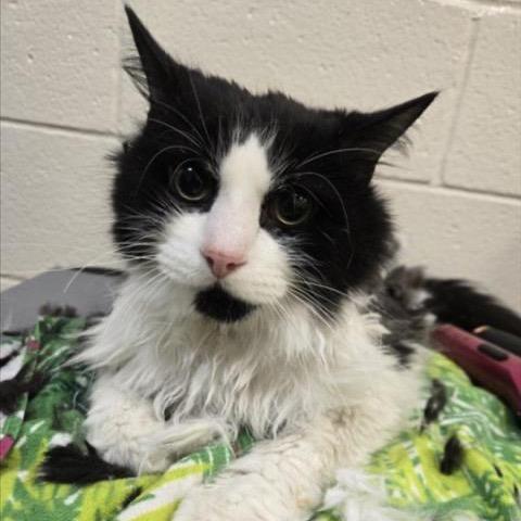 Twinkie, Adoptable, Adult Male Domestic Long Hair.