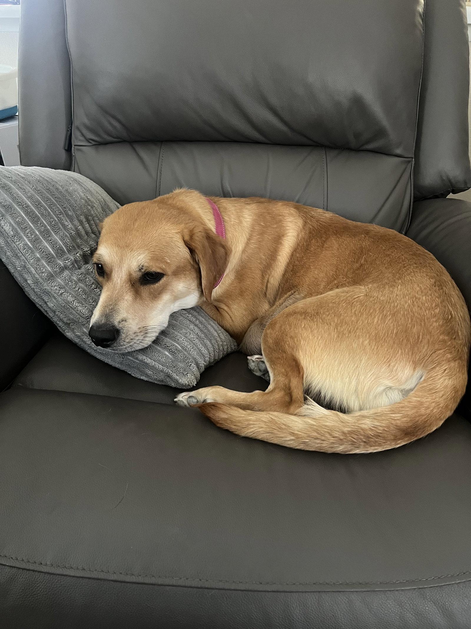 Enlarge Lucy, a Adoptable mixed breed in Fullerton, CA image 1/1
