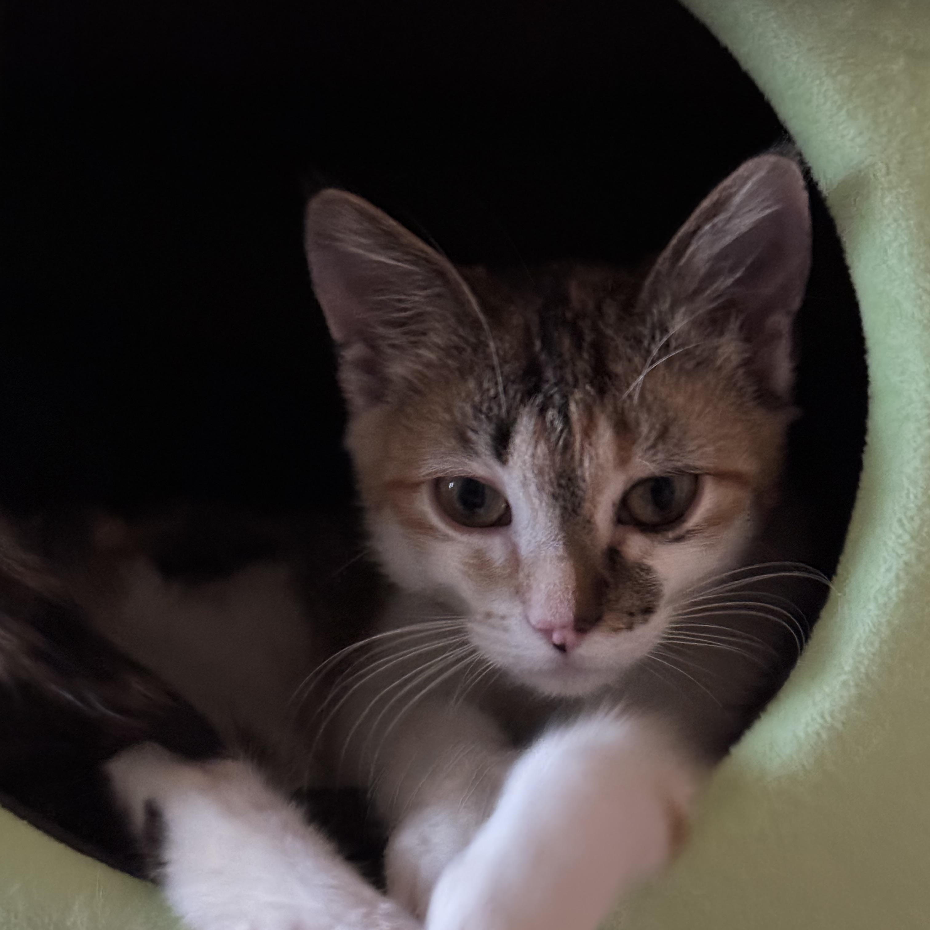 Enlarge Pinto Bean, a ADOPTABLE Domestic Short Hair in Weatherford, TX image 2/3