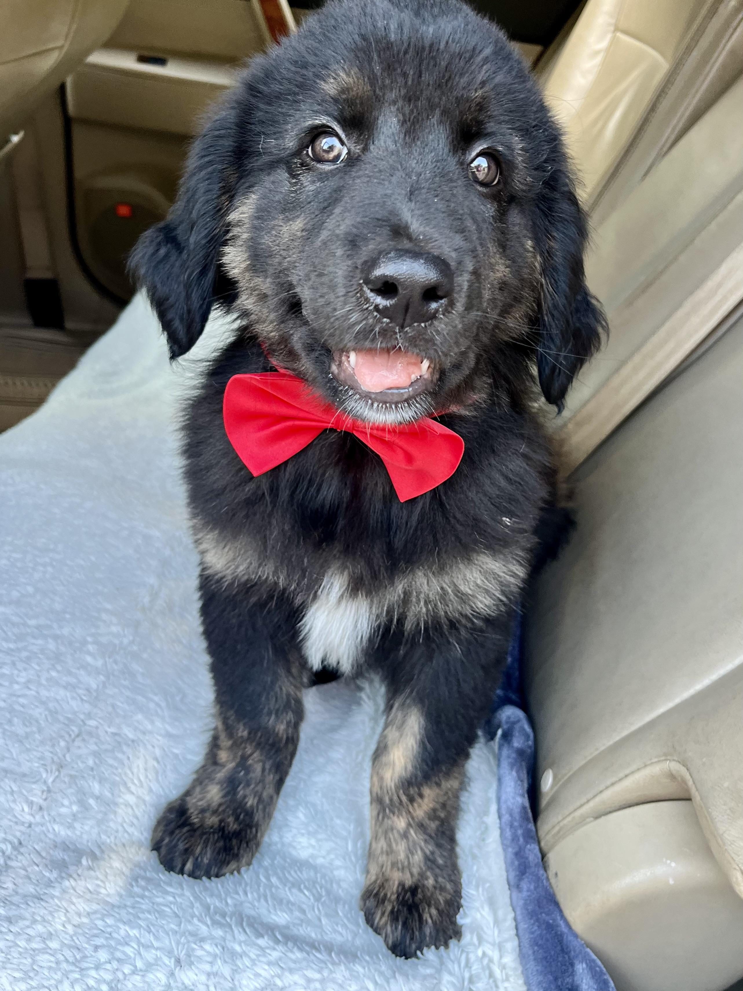 Enlarge Bud, an adopted mixed breed in Barnwell , SC image 4/6