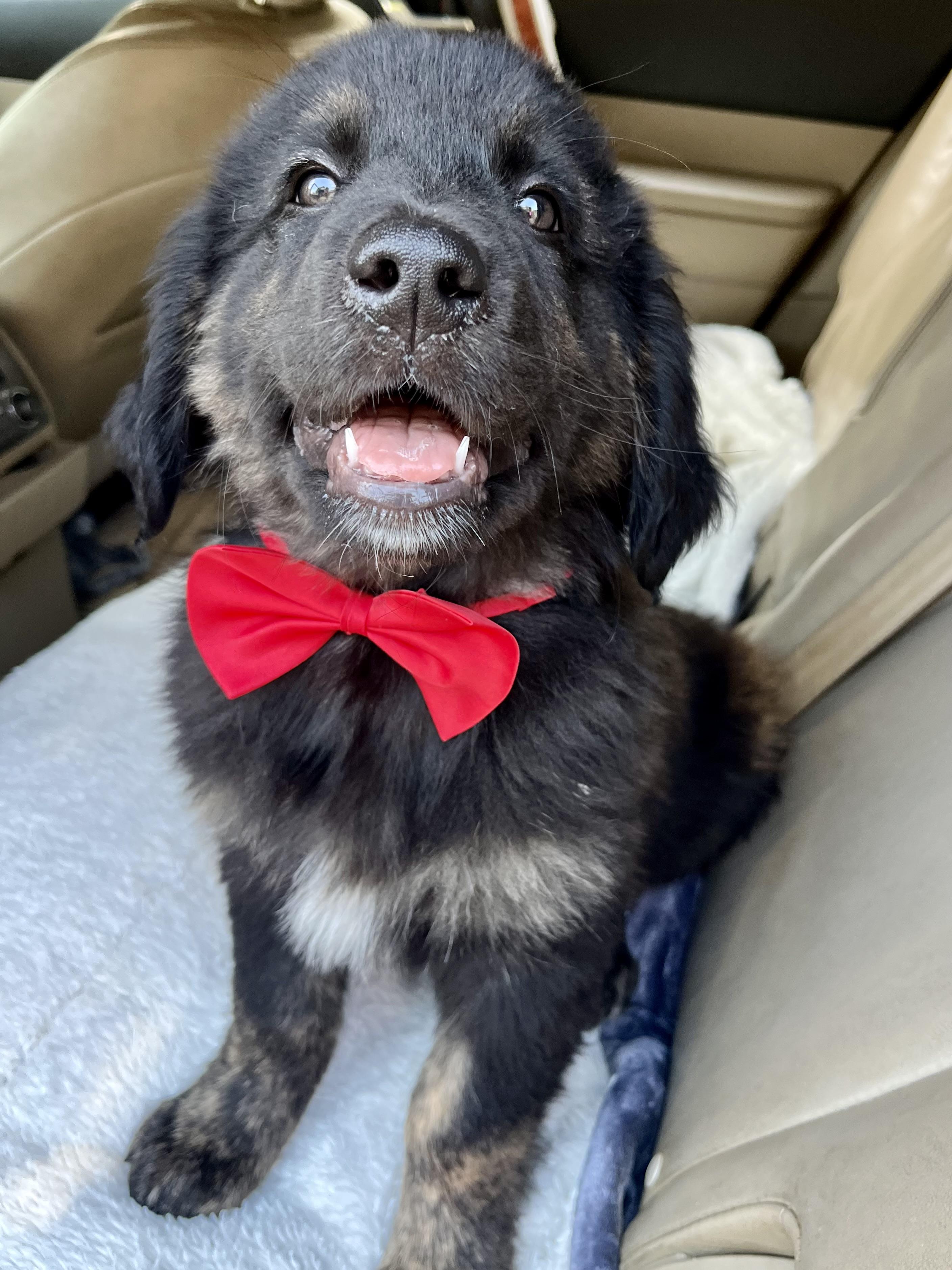 Bud, adopted, Puppy Male Golden Retriever & Mixed Breed.