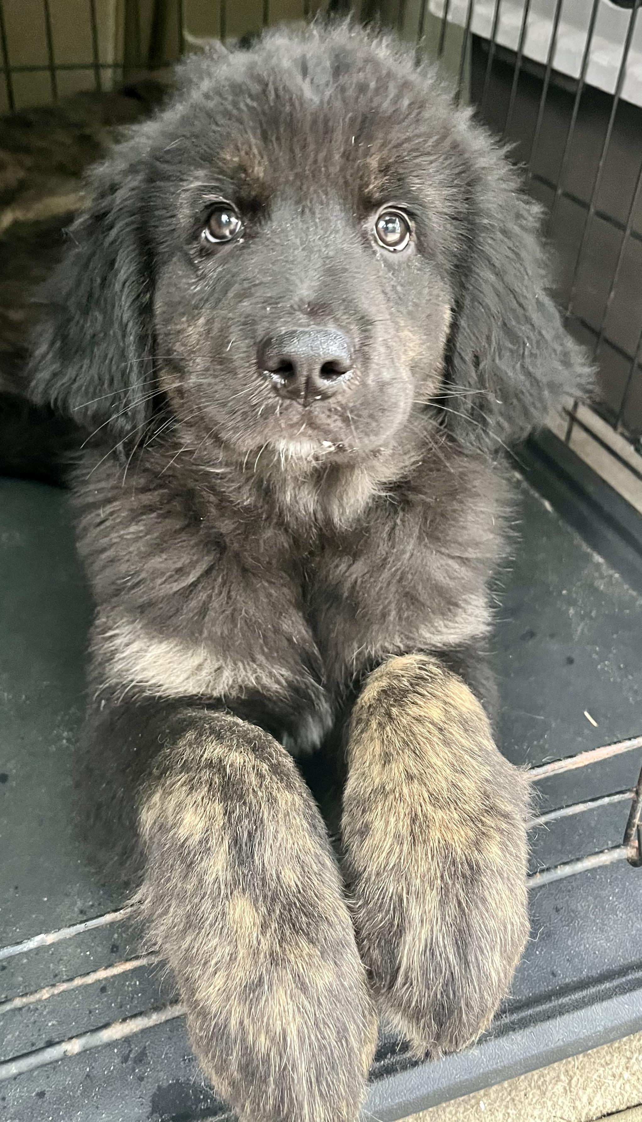 Enlarge Bud, an adopted mixed breed in Barnwell , SC image 3/6